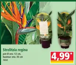 Norma Strelitzia regina offre