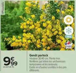 Carrefour Les embruns - genêt porlock offre