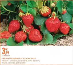 Intermarché Express Fraisier barquette de 6 plants offre