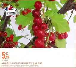 Intermarché Express Arbuste à petits fruits pot 1.5 litre offre