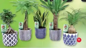 Cora x Carrefour Plantes vertes résistantes variées en pot céramique déco bleue offre