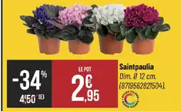 Bricorama Saintpaulia offre