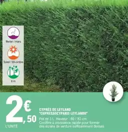 E.Leclerc Jardi Cyprès de leyland cupressocyparis leylandii offre