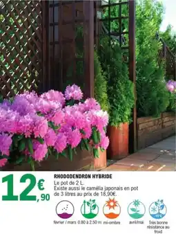 E.Leclerc Jardi Rhododendron hybride offre