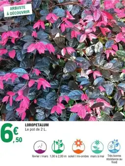 E.Leclerc Jardi Loropetalum offre