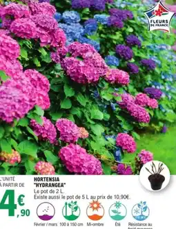 E.Leclerc Jardi Hortensia hydrangea offre