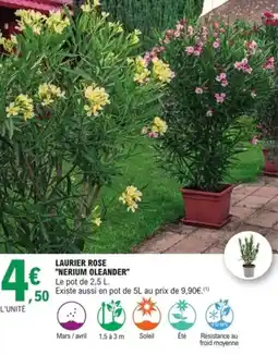 E.Leclerc Jardi Laurier rose nerium oleander offre
