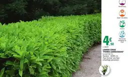 E.Leclerc Jardi Laurier cerise prunus laurocerasus offre