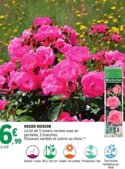 E.Leclerc Jardi Rosier buisson offre
