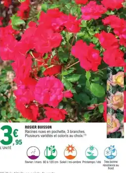 E.Leclerc Jardi Rosier buisson offre