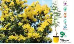 E.Leclerc Jardi Mimosa acacia dealbata offre