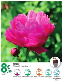 E.Leclerc Jardi Pivoine offre