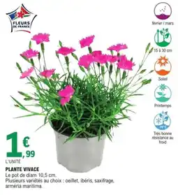 E.Leclerc Jardi Plante vivace offre