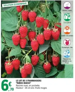 E.Leclerc Jardi Le lot de 5 framboisiers rubus idaeus offre