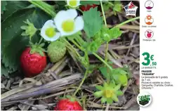 E.Leclerc Jardi Fraisier fragaria offre