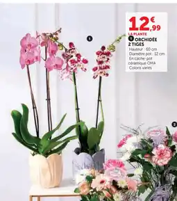 Super U Orchidée 2 tiges offre