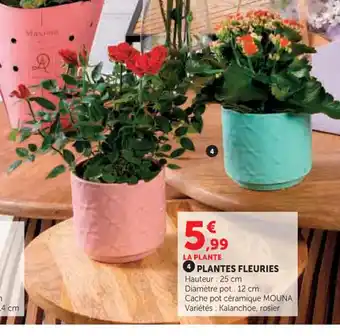 Super U Plantes fleuries offre