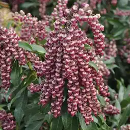 Carrefour Andromède du japon offre