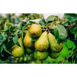 Carrefour Fruitier en motte prêt à planter offre