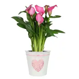 Carrefour Calla offre