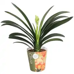 Carrefour Clivia offre