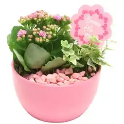 Carrefour Compositions plantes fleuries offre