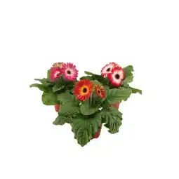 Carrefour Gerbera offre