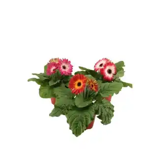 Carrefour Gerbera offre