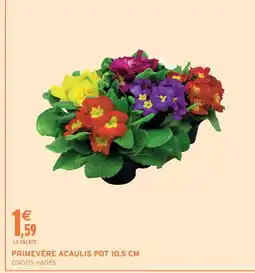 Intermarché Express Primevère acaulis pot 10.5 cm offre