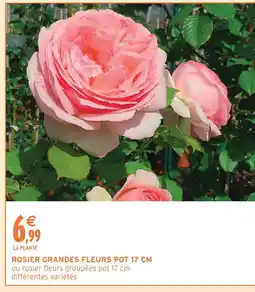 Intermarché Express Rosier grandes fleurs pot 17 cm offre