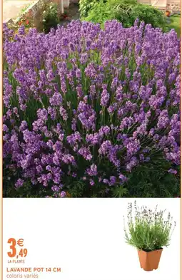 Intermarché Express Lavande pot 14 cm offre