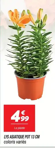 Netto Lys asiatique pot 13 cm offre