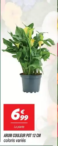Netto Arum couleur pot 12 cm offre