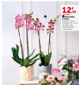 Super U Orchidée 2 tiges offre