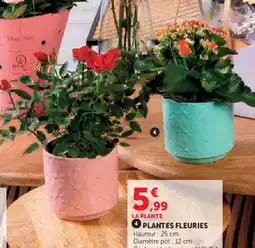 Super U Plantes fleuries offre