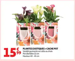 Auchan Plantes exotiques + cache pot offre