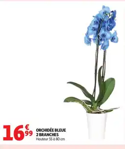 Auchan Orchidée bleue 2 branches offre