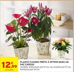 Intermarché Hyper Plante fleurie prête à offrir dans un sac cadeau offre