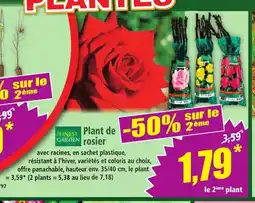 Norma FINEST GARDEN Plant de rosier offre