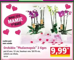 Norma Orchidée Phalaenopsis 3 tiges offre