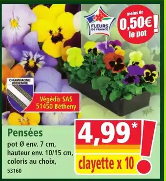 Norma Pensées offre