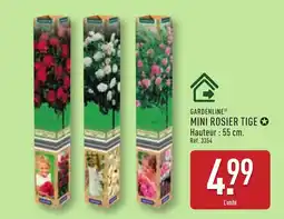ALDI Gardenline mini rosier tige offre