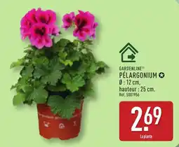 ALDI Gardenline pélargonium offre