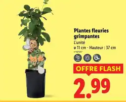Lidl Plantes fleuries grimpantes offre