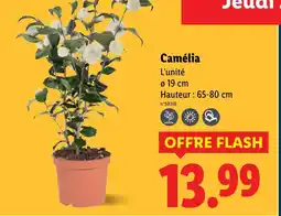 Lidl Camélia offre