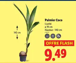 Lidl Palmier coco offre