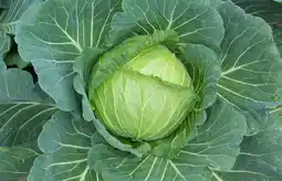 Gamm vert Choux cabus et choux fleur offre