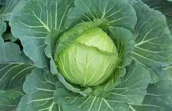 Choux cabus et choux fleur