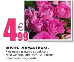 E.Leclerc Rosier polyantha sg offre