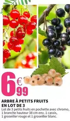 E.Leclerc Arbre à petits fruits en lot de 3 offre